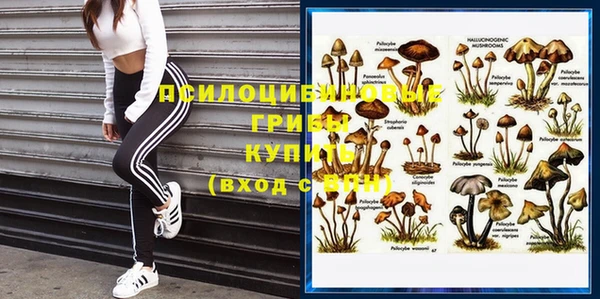 гашик Касимов